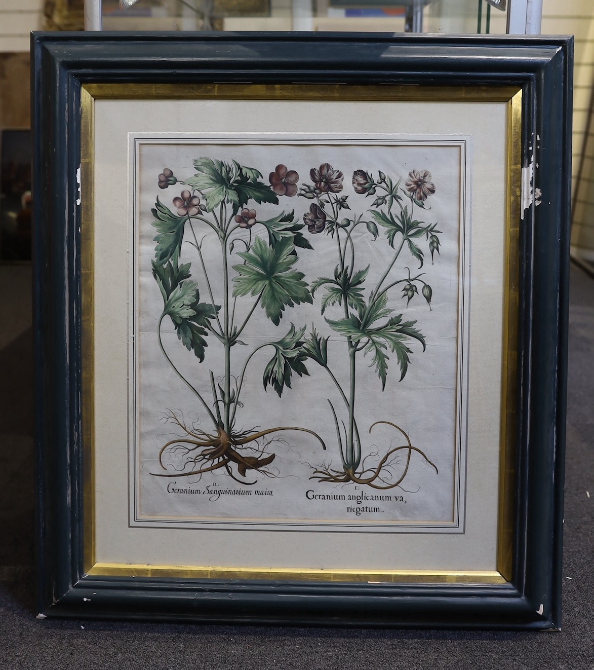 Basilius Besler (German, 1561-1629), Geranium Sanguinarium, Geranium Muscatum in odorum, Geranium Sanguinarium maius and Geranium Muscatum odoratum from Hortus Eysettensis, 1613, four hand coloured copper engravings, 49